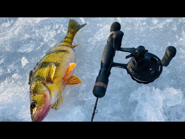 Jumbo Perch Ice Fishing (Vexilar FLX-12) 