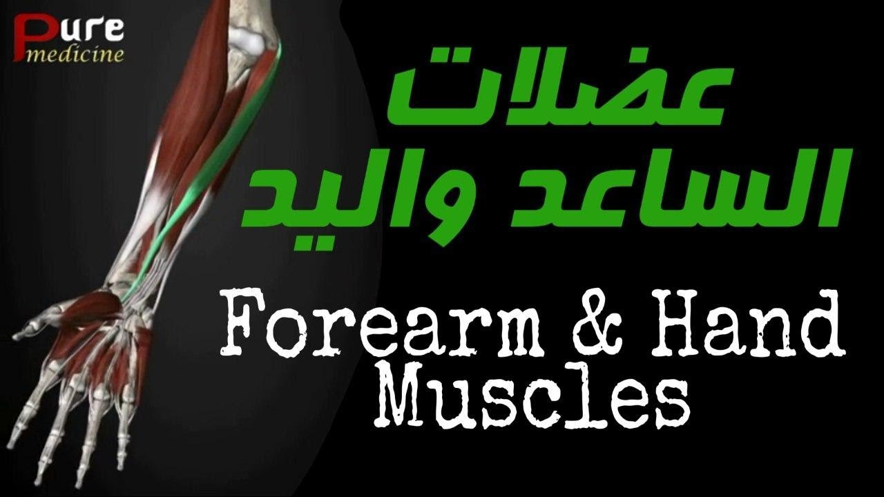 عضلات الساعد واليد Forearm & Hand Muscles - YouTube