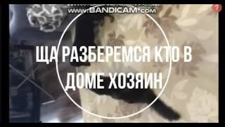 Приколы с животными. Кто в доме хозяин!!! История Алисы и Арчи. Приколы с животными. Кто в доме хозяин!!! История Алисы и Арчи.