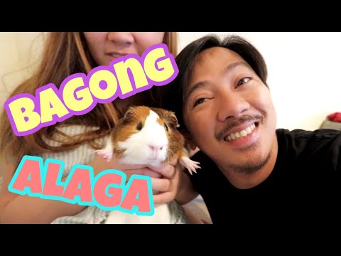 Video: Miyembro Ng Pamilya - Guinea Pig