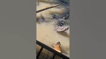 Câu cá sấu #shortvideo