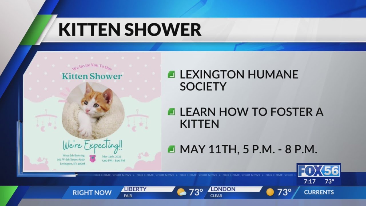 Lexington Humane Society Hosting A Kitten Shower YouTube Lexington Humane Society Hosting A Kitten Shower YouTube