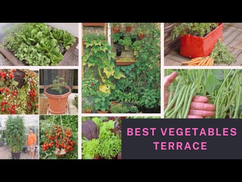 कैसे बनाएं खूबसूरत दिल्ली की छत  | Terrace Gardening Tips with an expert | Medicinal Plants| पुदीना