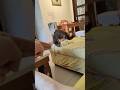 Funniest cats and dogs moments try not to laugh. 😂 #funnycats #funnydogs #funnyvideos #cats #dogs