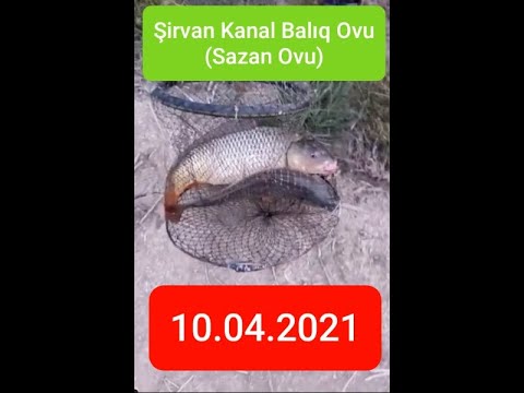 Video: Balıqları Yavaş Bir Ocaqda Necə Bişirmək Olar (xama Ilə Sazan)