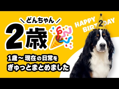 【バーニーズページ】「晴れの日に」 「ワンちゃんズ」 バーニーズページ】「晴れの日に」 「ワンちゃんズ」 生後3カ月