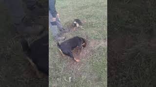 Terrier Rika Vs Allma Ne Gropa