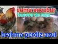 COMO INCUBAR HUEVOS DE RAZA BRAHMA PERDIS AZUL GALLOS GIGANTES