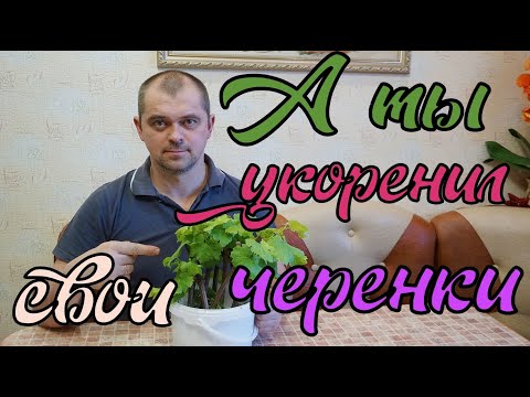 Виноград. Укоренение черенков. В свободном плавании .