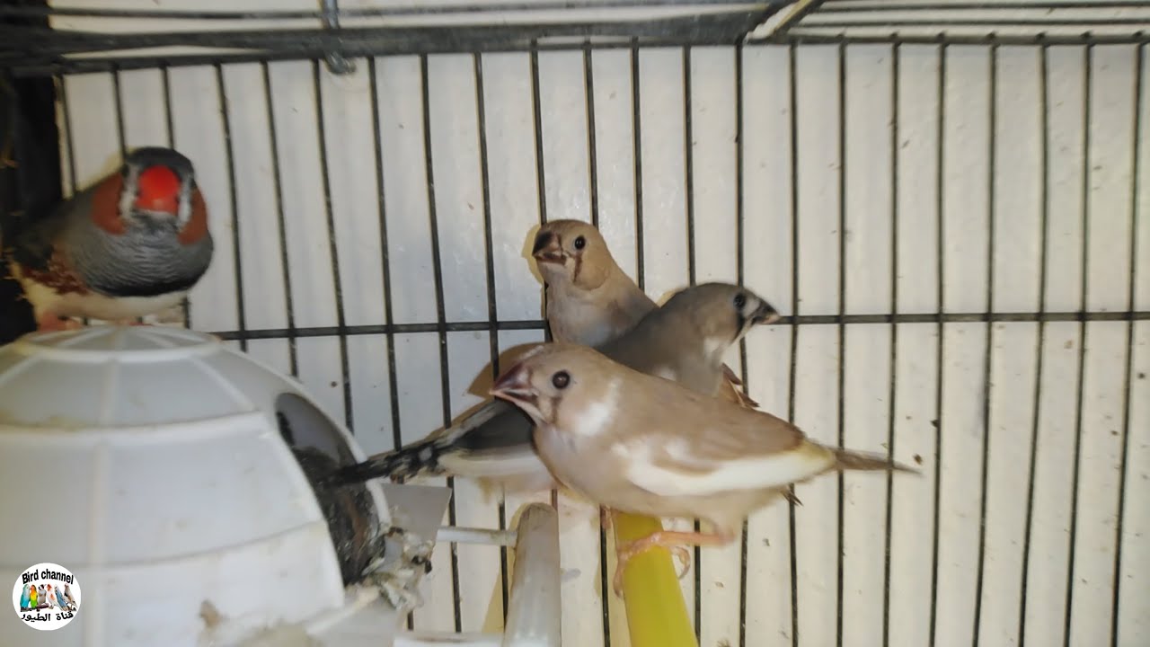 هل ضروري عزل فراخ الزيبرا عن الزوج ؟