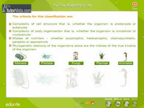 5 Kingdoms Of Living Things Chart