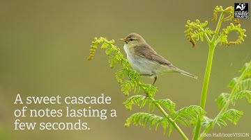 Deciphering the dawn chorus