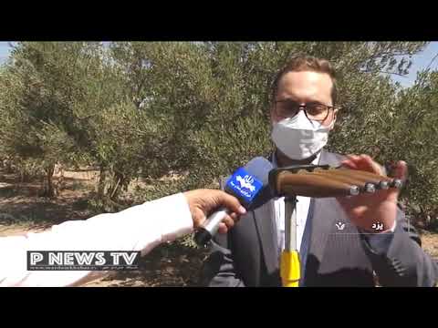 ابتكار جوان يزدي در برداشت زیتون