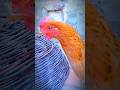 Beautifull chicken #murgi #murgichicks #aseellovers