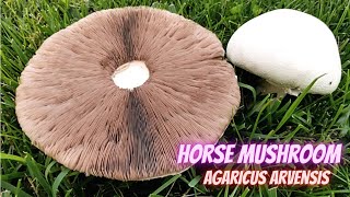 Hunting Horse Mushrooms, Agaricus arvensis