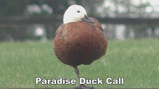 Amazing Paradise Duck Call