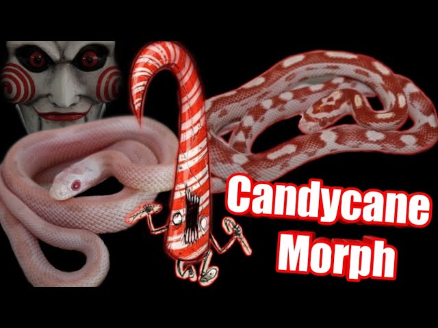 Morphmarket Snake Unboxing Plus Candycane Morph - YouTube Morphmarket Snake Unboxing Plus Candycane Morph - Youtube