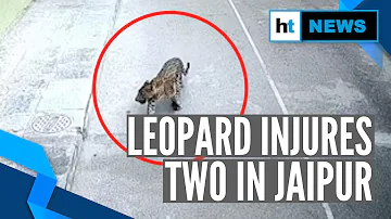 Leopard which entered Jaipur residential area tranquilized after 20 hours