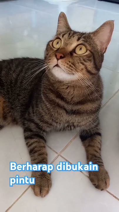 Belang berharap dibukain pintu#shorts#belang#funnycats#catlover#cutecat#dangdut#liriklagu#kucinglucu