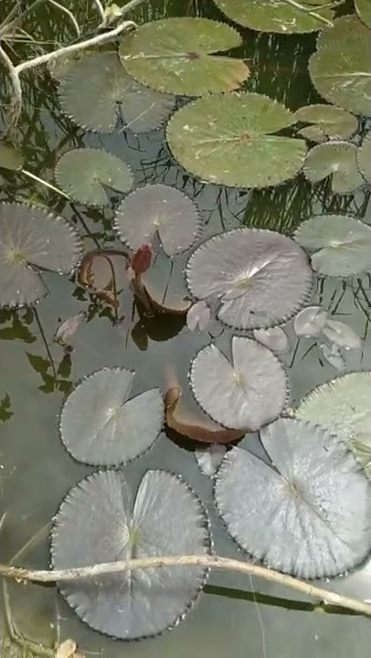 water lily bud&flower😍