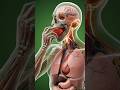 "What Happens When You Eat Strawberry 🍓 | 3D Animation" #youtube #facts #3dmedicalanimation #woodana
