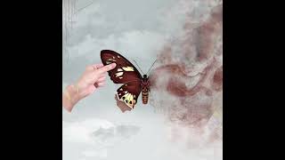 Moldura - IVYSON (levemente acelerada)