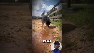 This Dog Did Something No One Expected