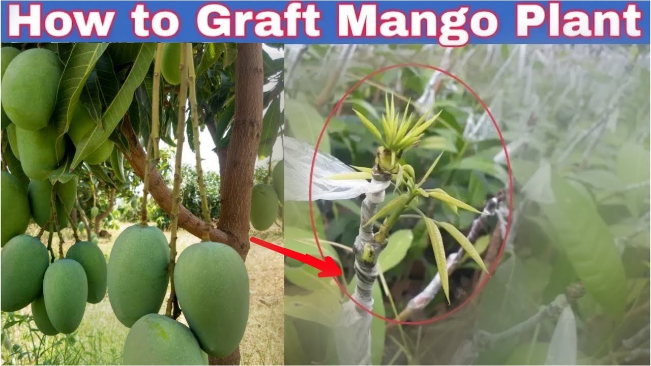 How To Graft Mango Tree In Hindi Step By Step Discussion YouTube