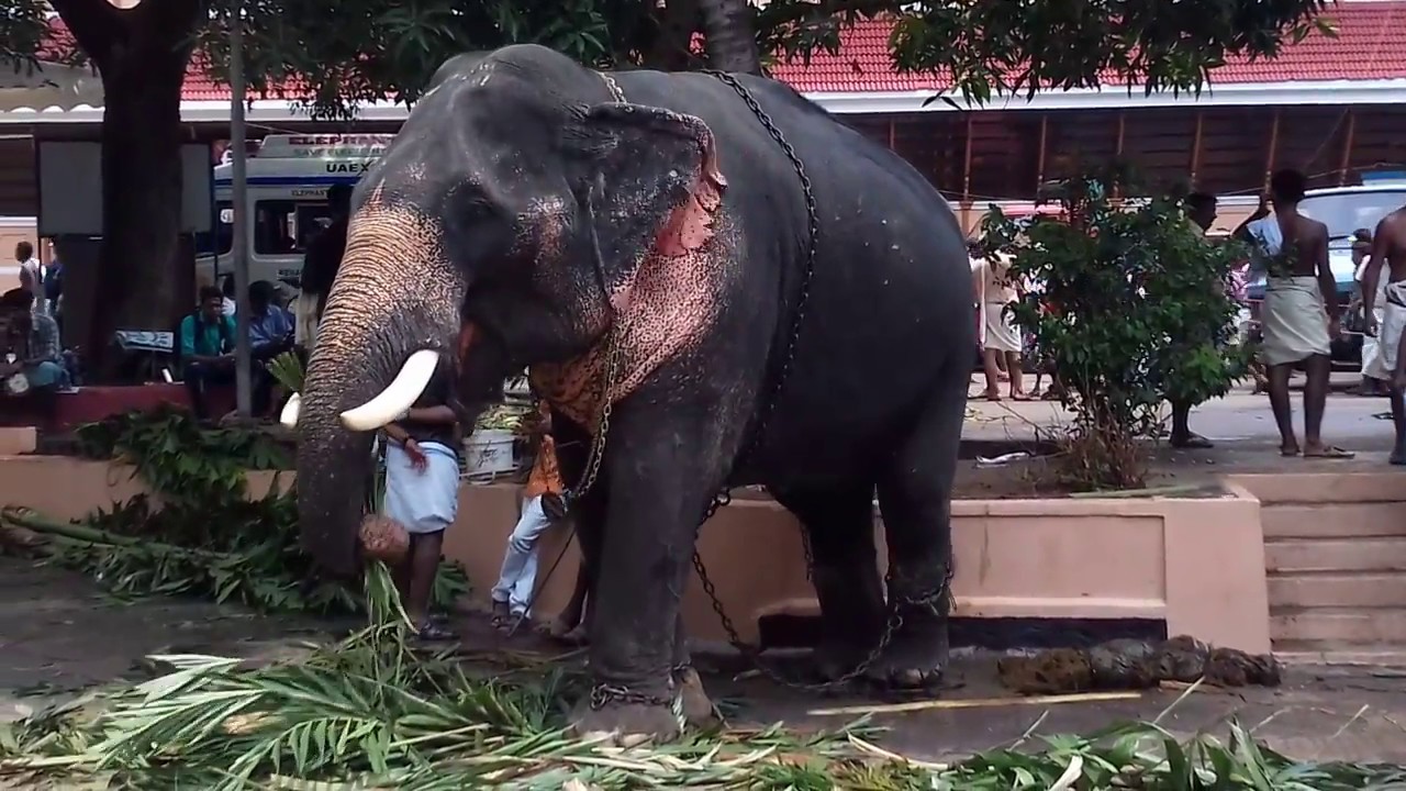 ആനച്ചന്തം BEAUTIFUL ELEPHANT PLANET THRISSUR POORAM 2018 /PARTICIPATED ELEPHANTS /part 12
