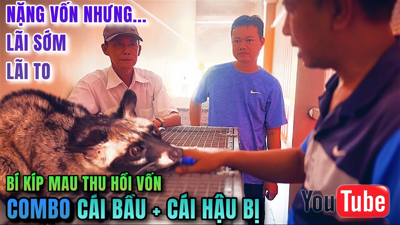 Chú Vĩnh Long bắt hẳn BỘ COMBO Chồn hương CÁI BẦU + CÁI HẬU BỊ vừa túi tiền lại vừa chất lượng (P45)