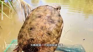 天气太热了,来山沟沟收甲鱼笼 #瓜子二手车 #户外 #鱼 #甲鱼 #龟