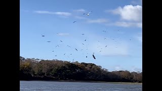 White-tailed Eagle off Ham Common Nature Reserve - 08/11/23 by birdsofpooleharbour 601 views 6 months ago 28 seconds