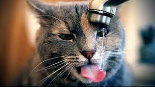 Cat Drinking Water by Catcafe 1 view 7 years ago 56 seconds