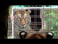 Big cats  mirrors  funny