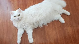 Turkish angora cat Lika and calico cat Jenny by Lovely Funny Cats 2,183 views 3 years ago 3 minutes, 51 seconds