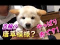 【柴犬】初めての首輪　柴犬は唐草模様！？
