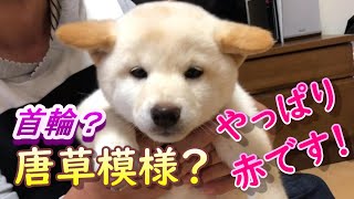 【柴犬】初めての首輪　柴犬は唐草模様！？