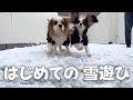 お迎えした子犬がはじめての雪遊び‼︎いつもと違う環境に大はしゃぎする兄妹が可愛すぎた【キャバリアキングチャールズスパニエル】