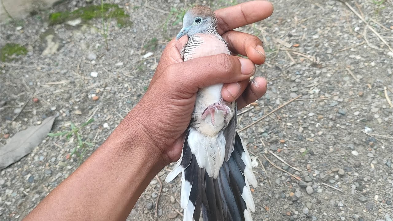 PERKUTUT LOKAL SUARA KRISTAL SUARA NGEPET ( IRAMA )