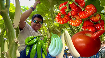 Rockyview Harvest