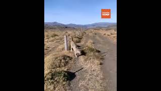 Un turista tuvo un impresionante encuentro con dos pumas en Neuquén