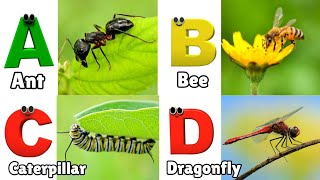 Insects Alphabet Song | Insects ABC Song | Phonics for Kids | Baby, Alphabet Letters