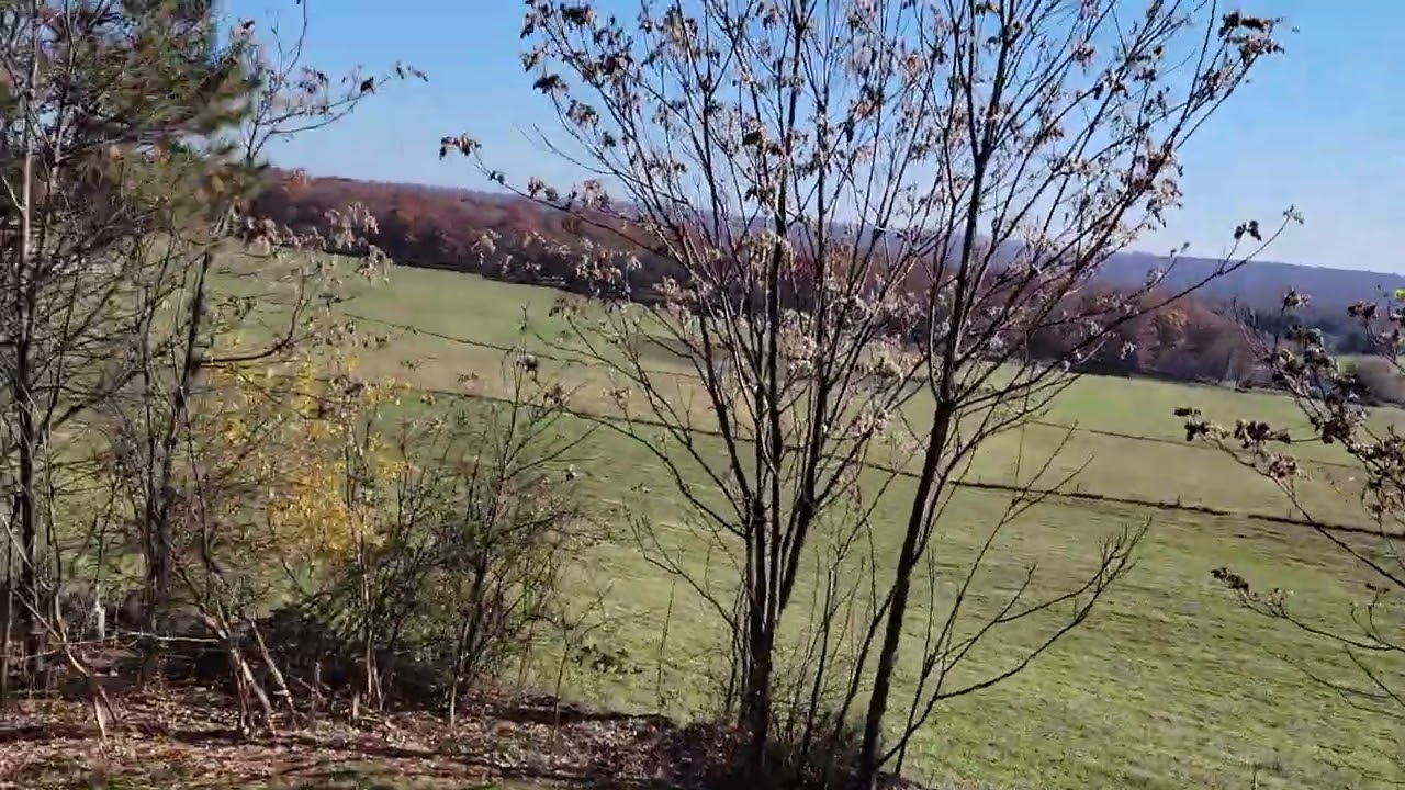 Nova (sort of) fetching the ball