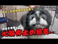 [初来店]どこにも通えなくなったペキニーズの噛み犬トリミング！！