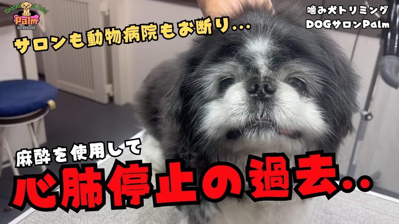 [初来店]どこにも通えなくなったペキニーズの噛み犬トリミング！！