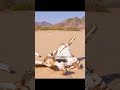 The Oldest Elephant: Memory Is Her Greatest Weapon