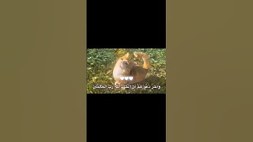 القارئ/ #محمد_المنشاوي ـ رحمه الله ـ                                    #quran   #قرآن   #سورة_يونس