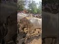 May 11, 2024🐄🐂 Bull,bail&amp; cow market in kashti maharashtra India
