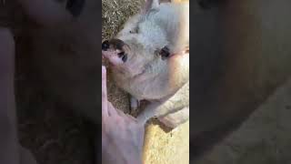 cute fat pig #shorts