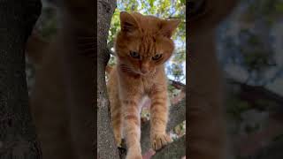 Симба красавчик #simba #shorts #cat